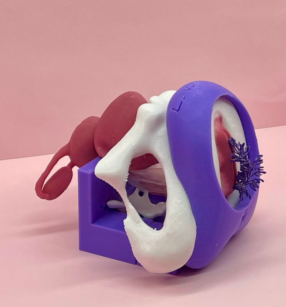 Modello anatomico 2.0 CON Vulvetta