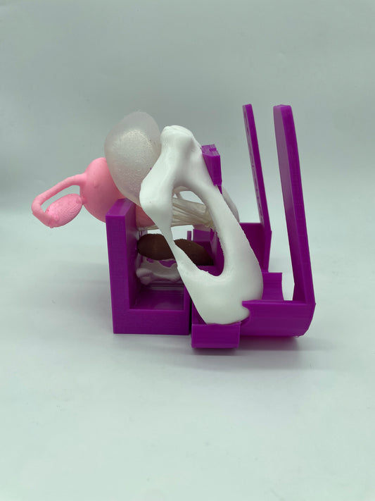 Modellino 2.0 SENZA Vulva "grande"
