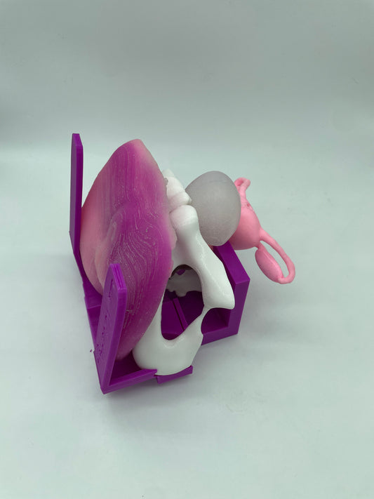 Modello anatomico 2.0 CON Vulva "grande"