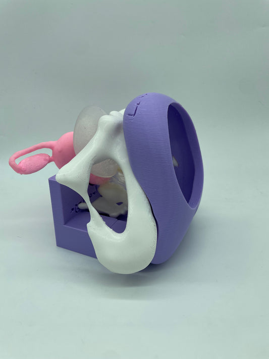 Modellino 2.0 SENZA Vulvetta
