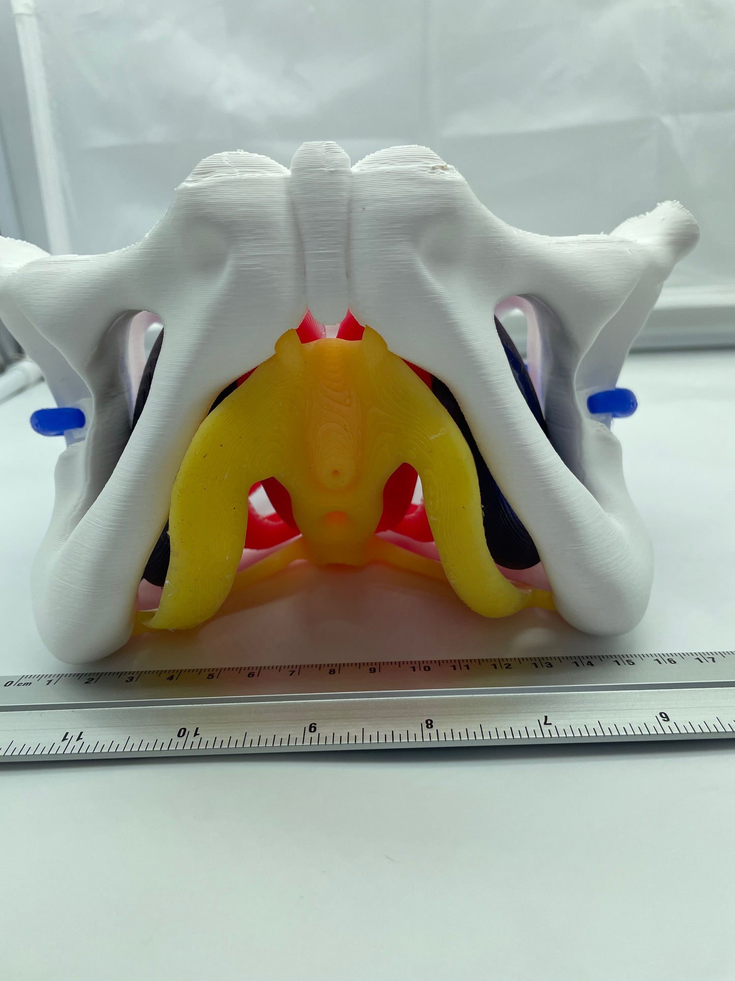 Modello anatomico di Pavimento Pelvico