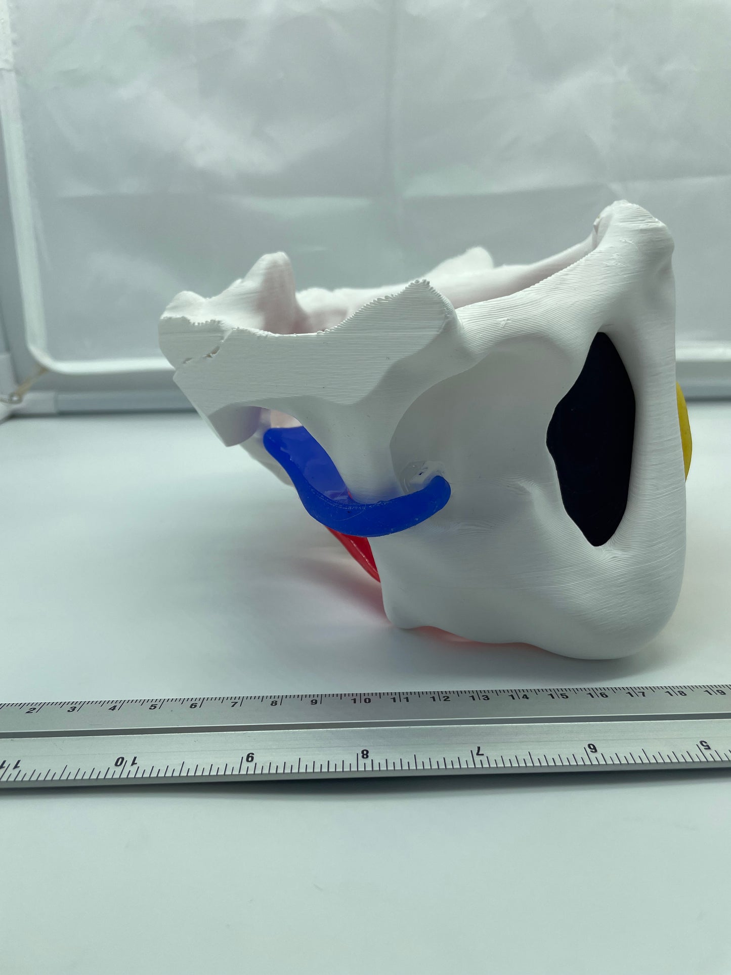 Modello anatomico di Pavimento Pelvico