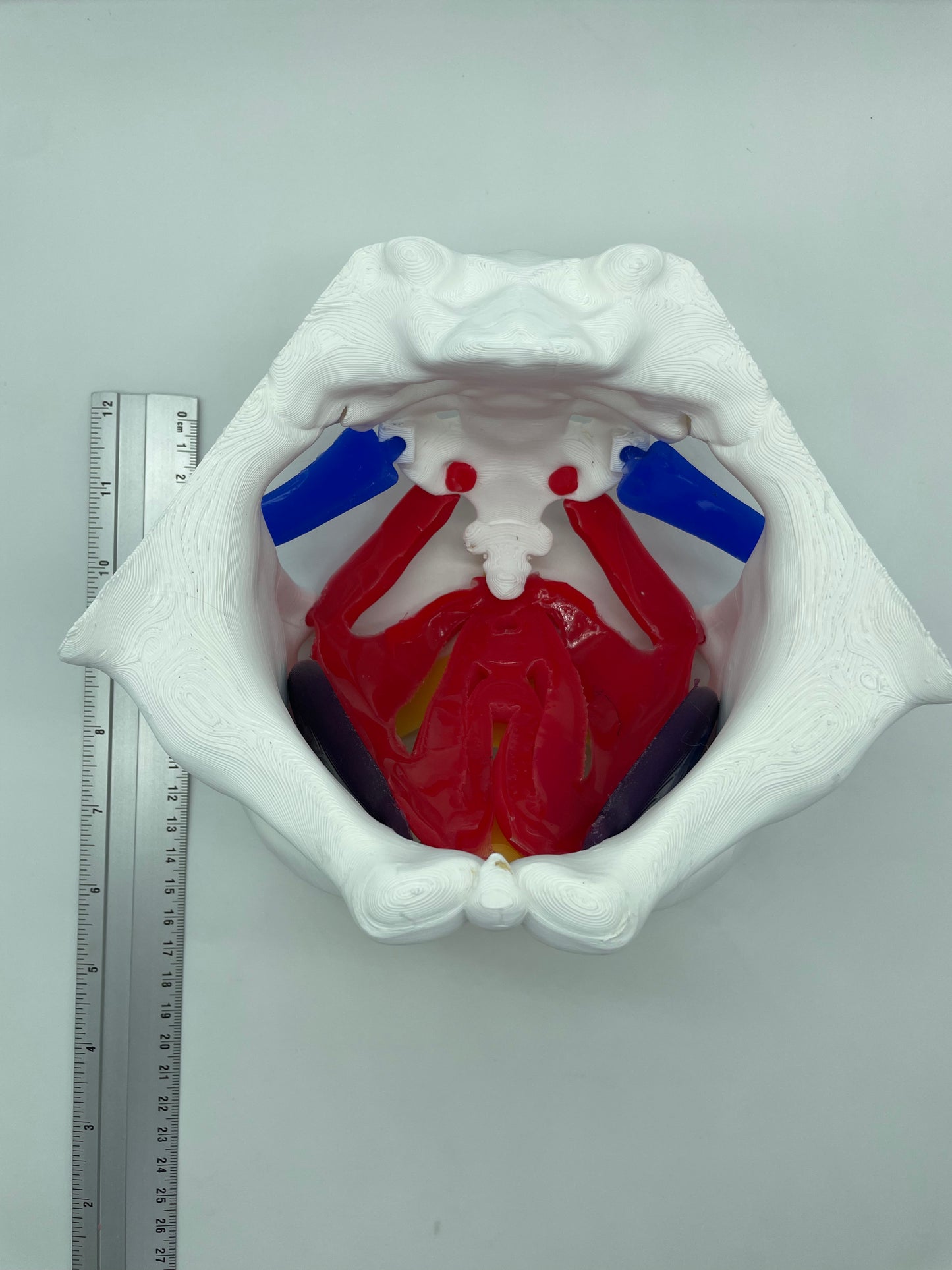 Modello anatomico di Pavimento Pelvico