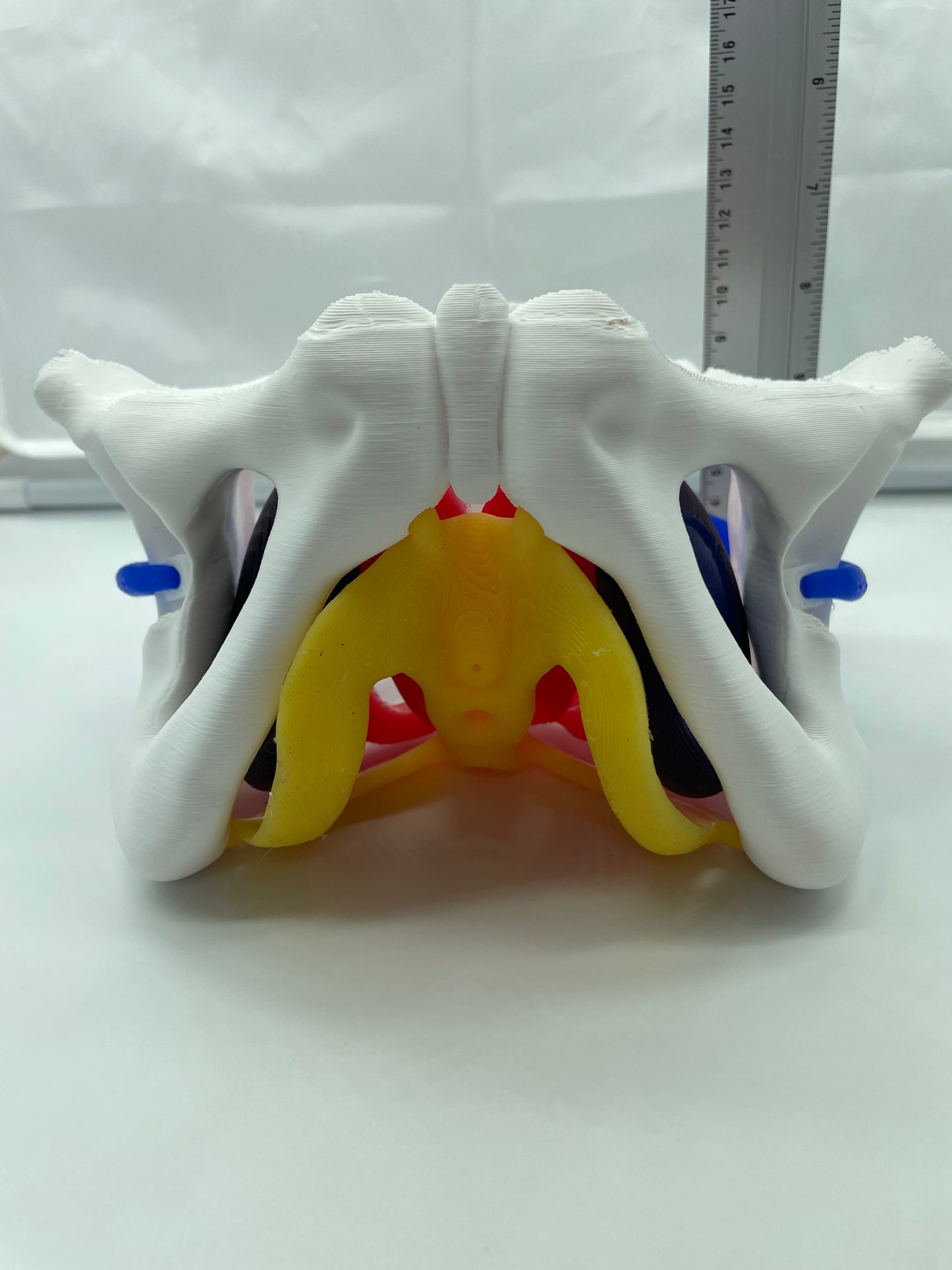 Modello anatomico di Pavimento Pelvico