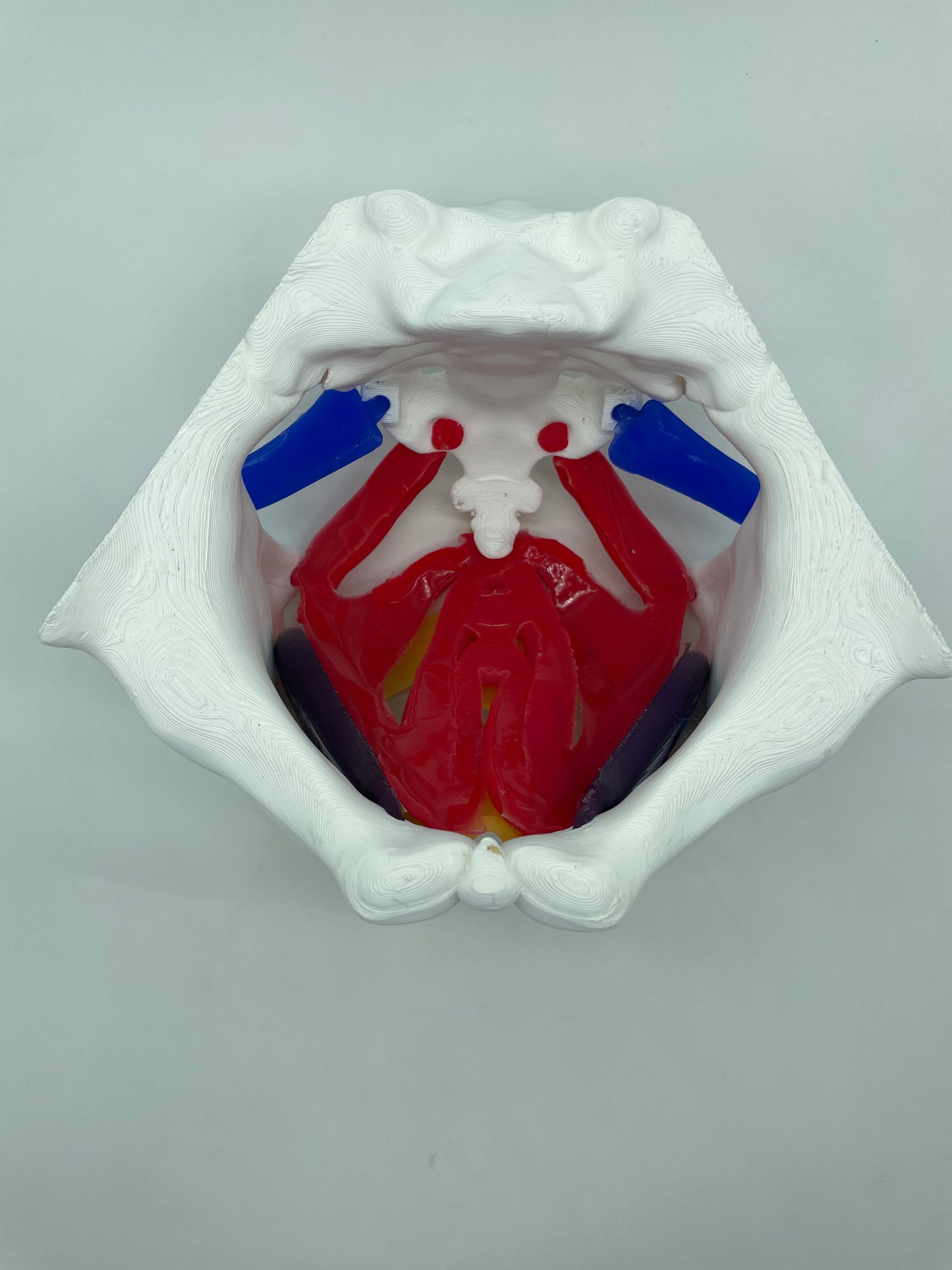 Modello anatomico Pavimento Pelvico "Essenziale"