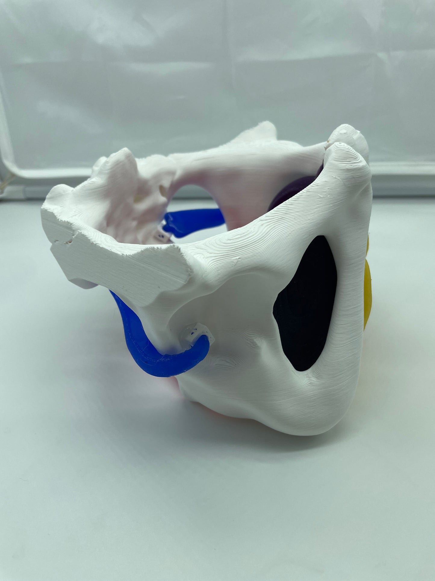 Modello anatomico Pavimento Pelvico "Essenziale"
