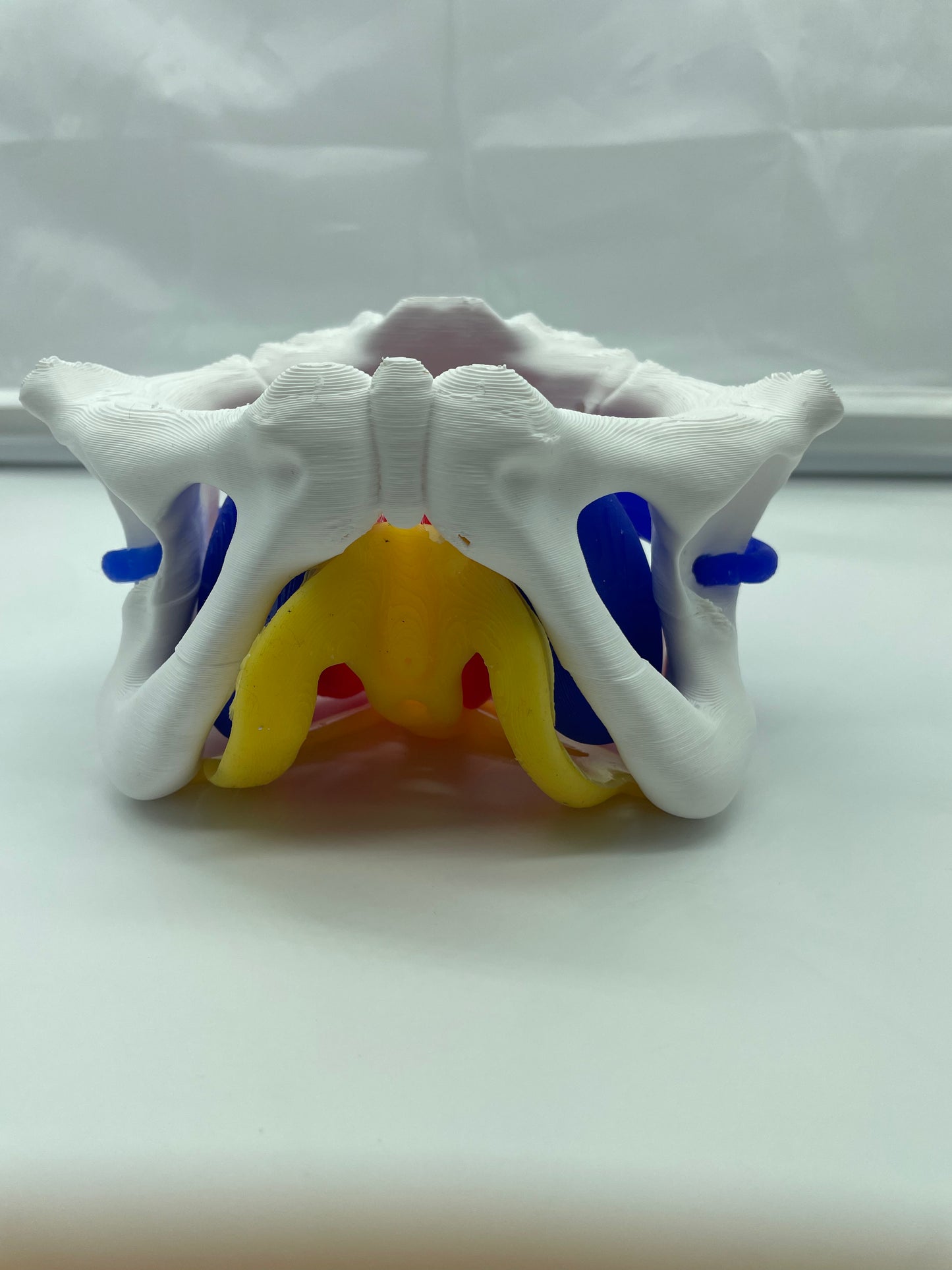 Modello anatomico Pavimento Pelvico "Essenziale"