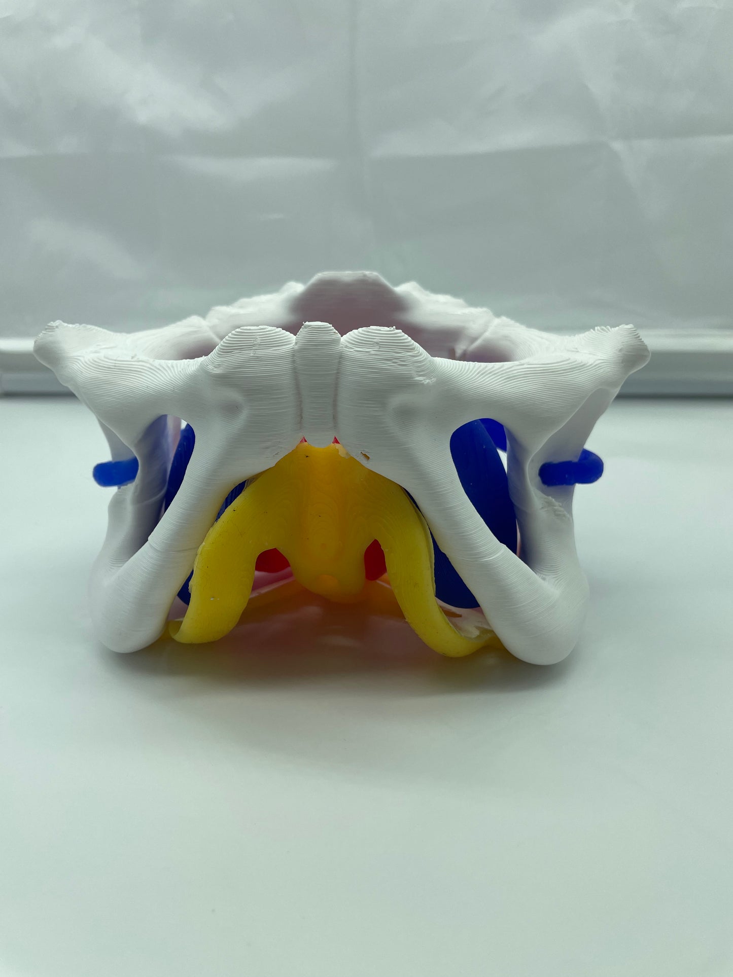 Modello anatomico Pavimento Pelvico "Essenziale"