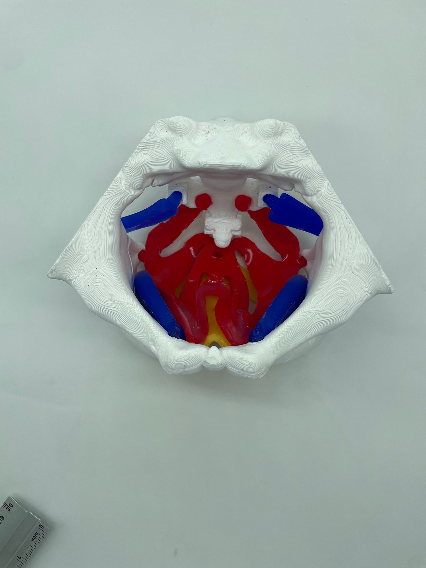Modello anatomico Pavimento Pelvico "Essenziale"