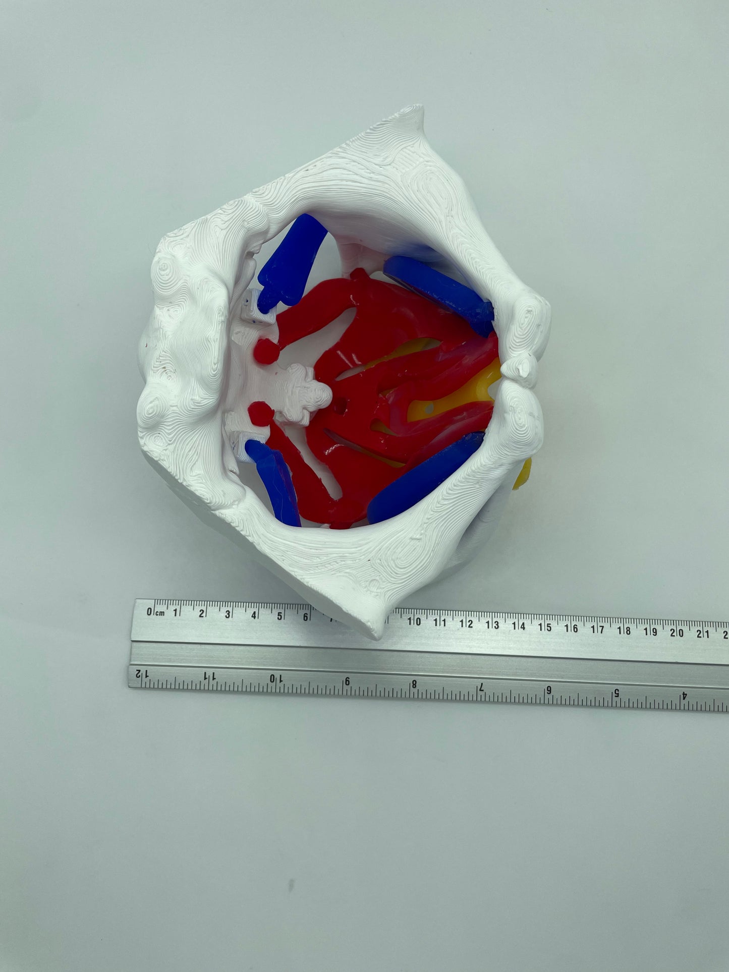 Modello anatomico Pavimento Pelvico "Essenziale"