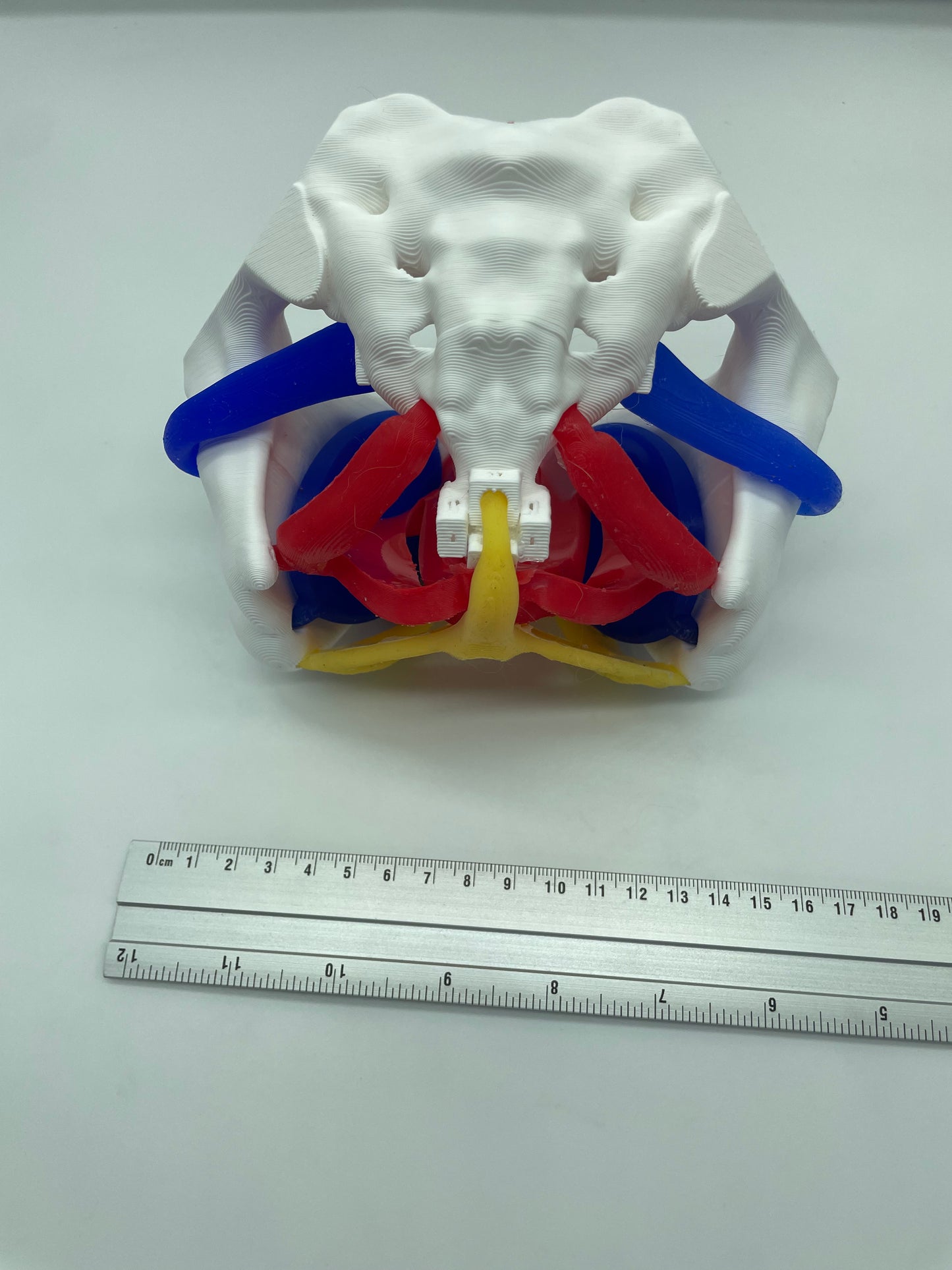 Modello anatomico Pavimento Pelvico "Essenziale"