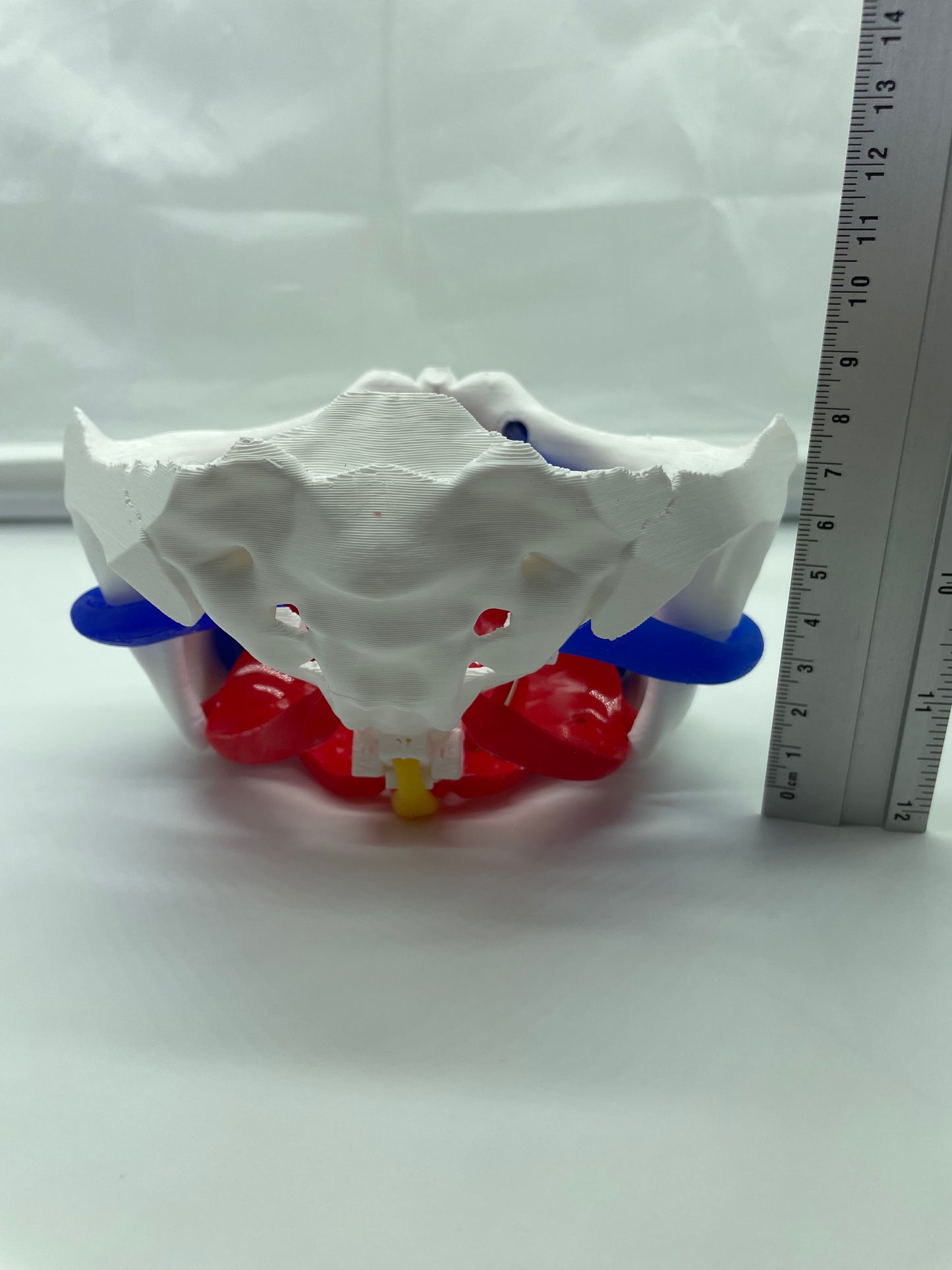 Modello anatomico Pavimento Pelvico "Essenziale"
