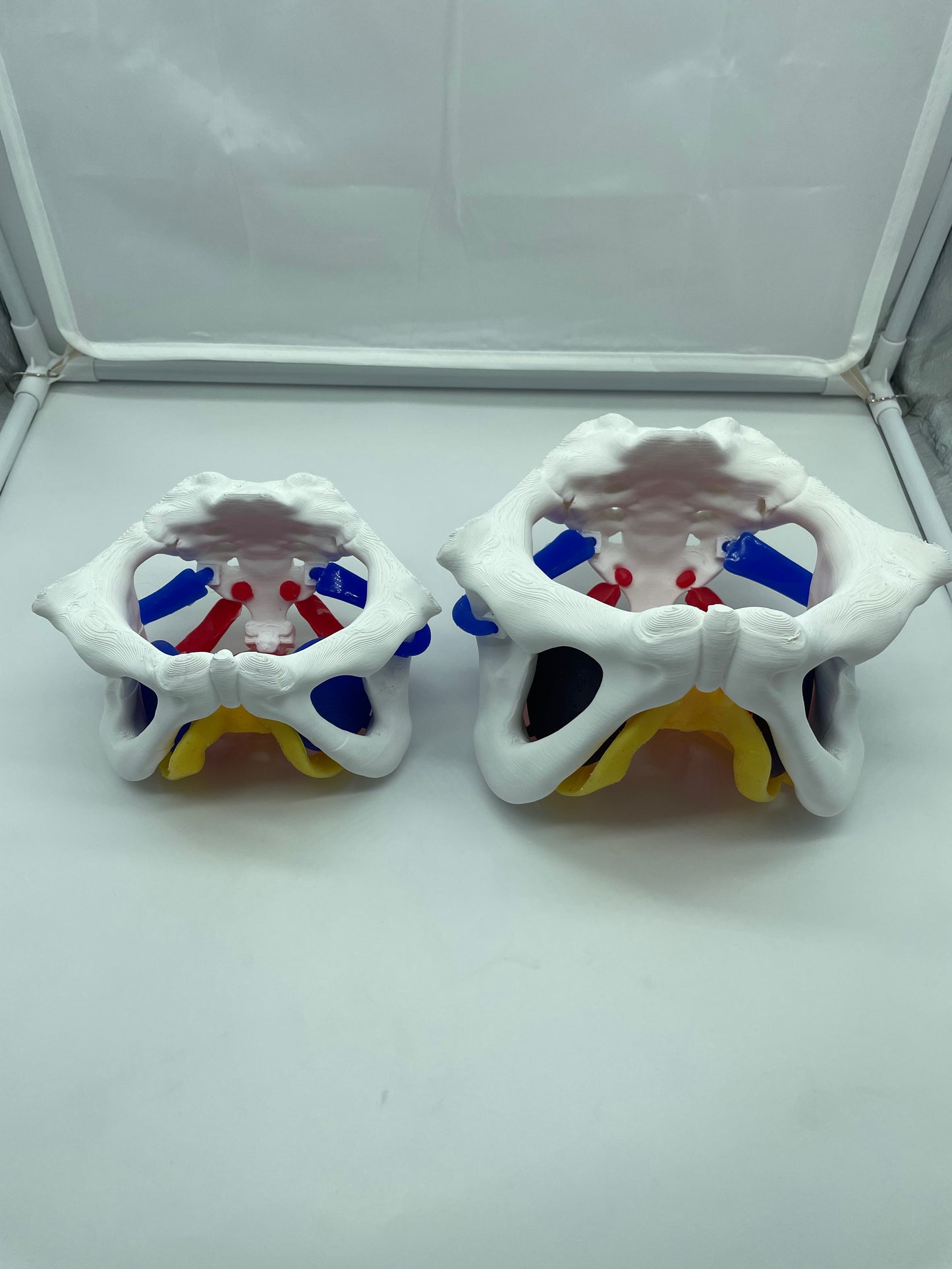 Modello anatomico Pavimento Pelvico "Essenziale"
