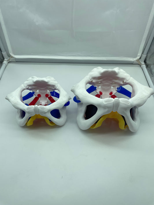 Modello anatomico Pavimento Pelvico "Essenziale"