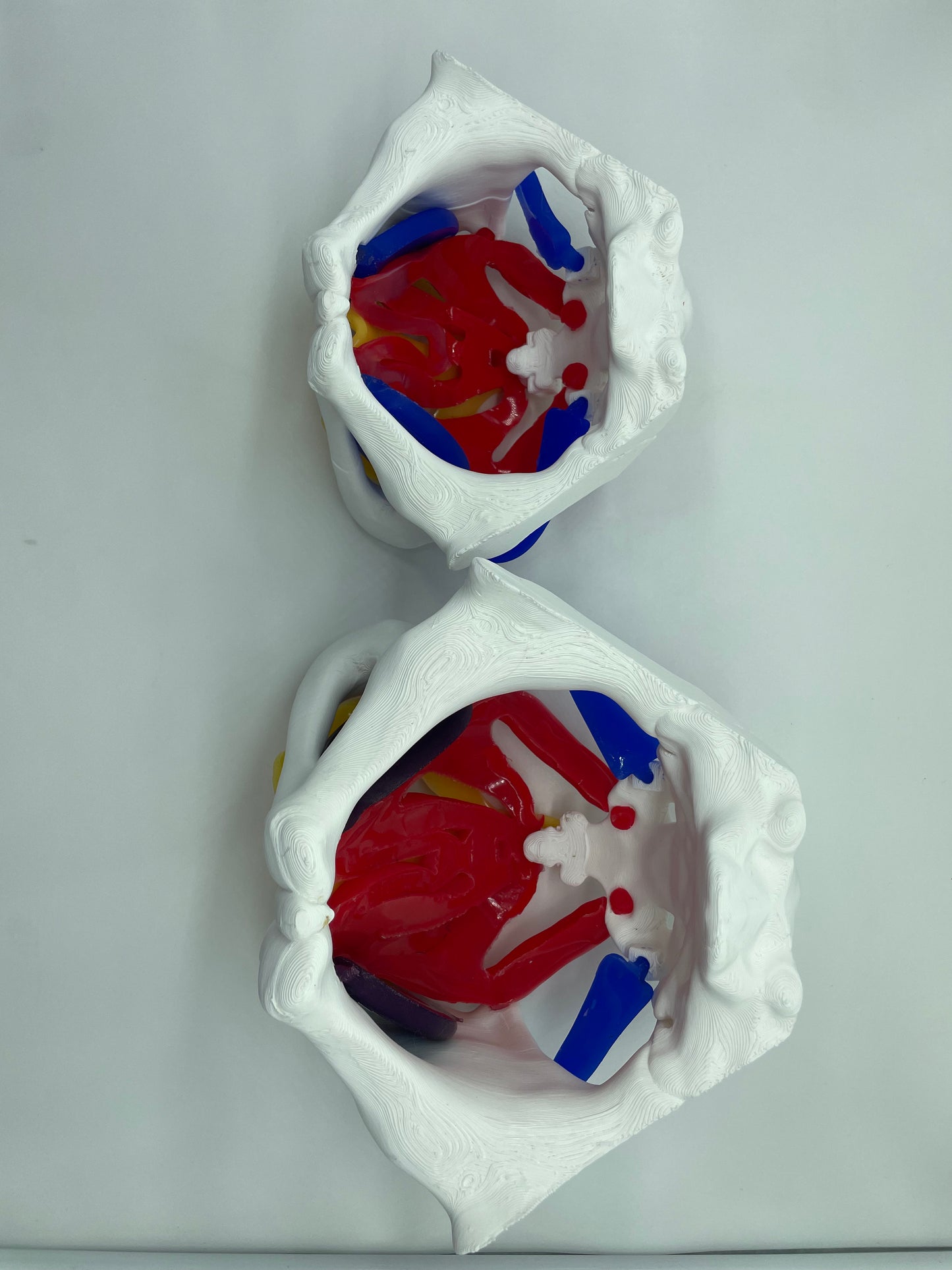 Modello anatomico Pavimento Pelvico "Essenziale"