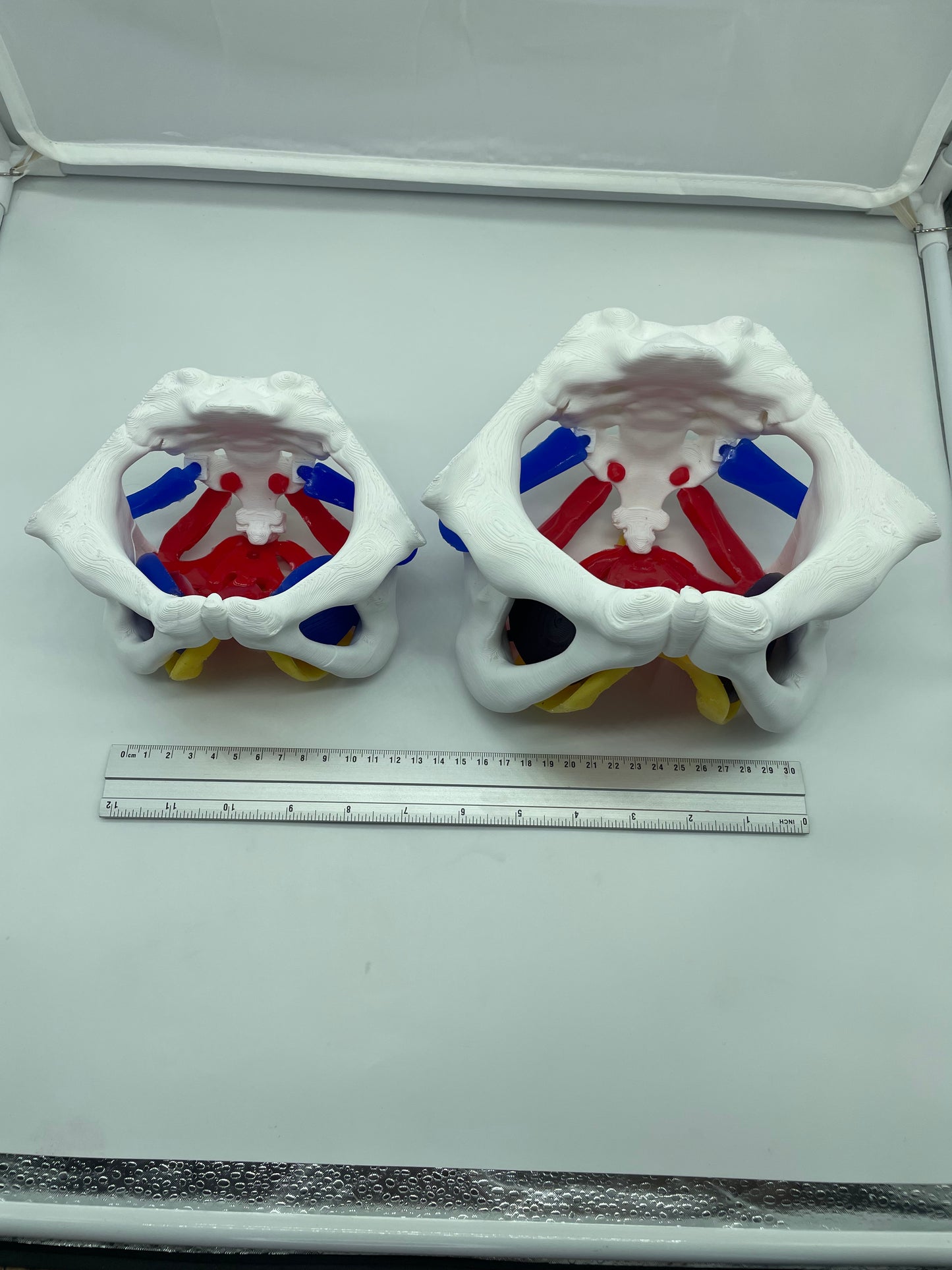 Modello anatomico Pavimento Pelvico "Essenziale"