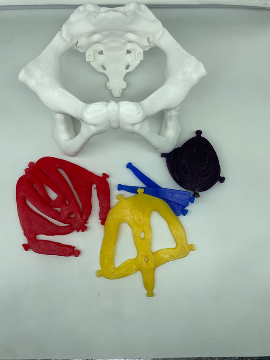Modello anatomico di Pavimento Pelvico