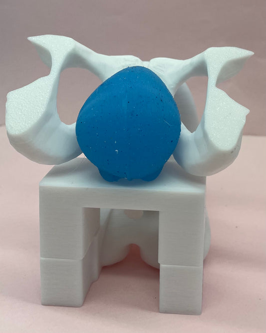 Modello anatomico maschile